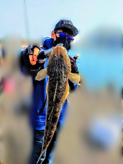 マゴチの釣果