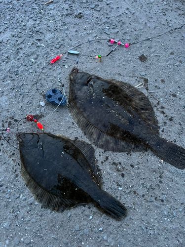 マコガレイの釣果
