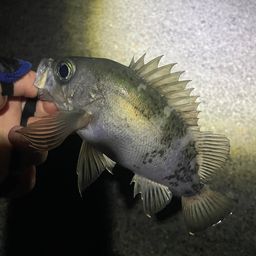 クロメバル