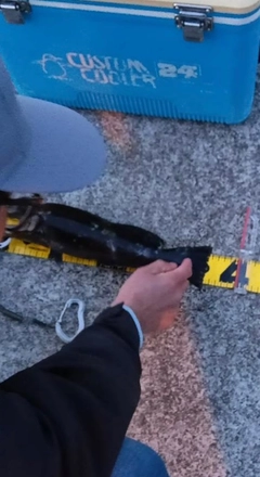 アイナメの釣果