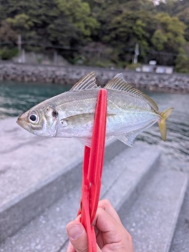 マアジの釣果