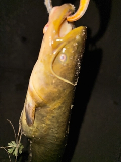 ナマズの釣果
