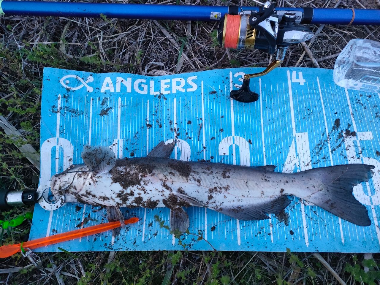 アメリカンキャットフィッシュ