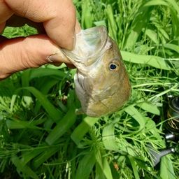 スモールマウスバス