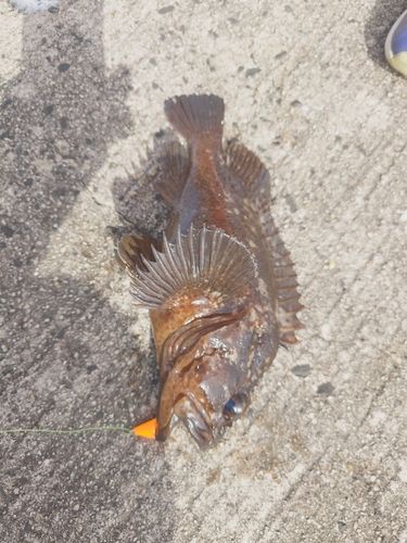 カサゴの釣果