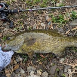 スモールマウスバス