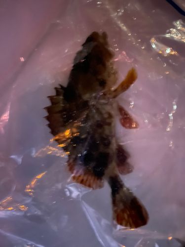 カサゴの釣果