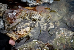 タケノコメバルの釣果