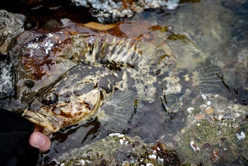 タケノコメバルの釣果