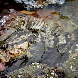 タケノコメバル