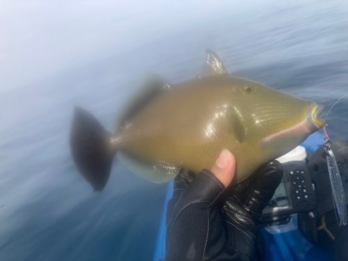 メガネハギの釣果