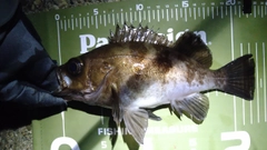 シロメバルの釣果