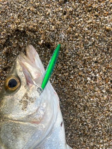フッコ（マルスズキ）の釣果