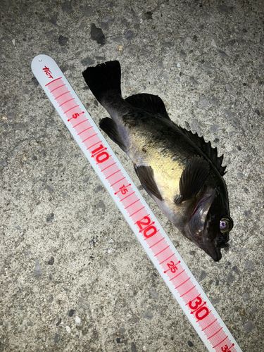 メバルの釣果