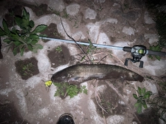 ナマズの釣果