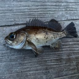 シロメバル