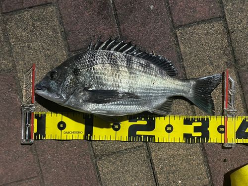 クロダイの釣果