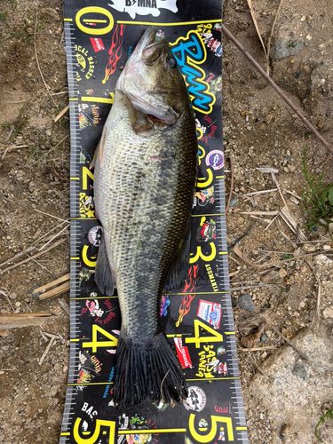 ブラックバスの釣果