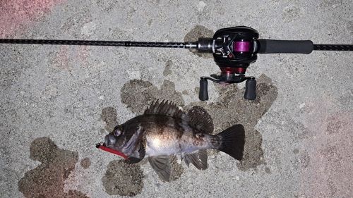メバルの釣果