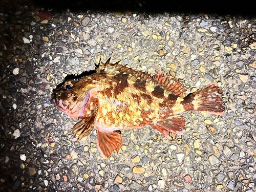 カサゴの釣果