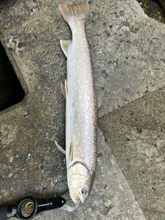 アメマスの釣果