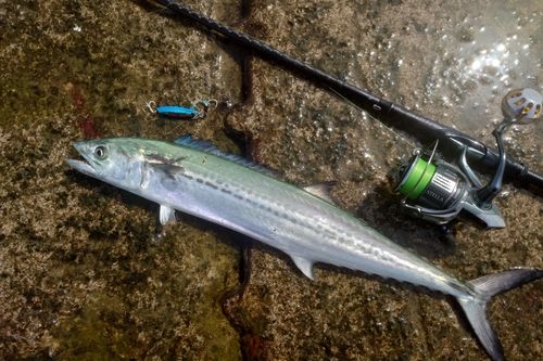 サゴシの釣果
