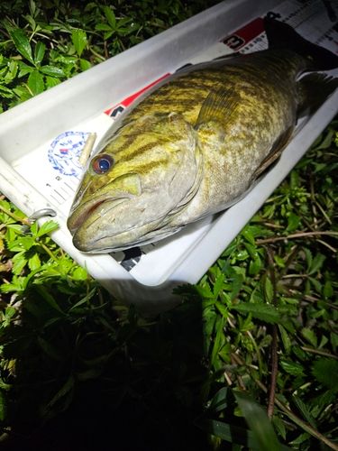 スモールマウスバスの釣果