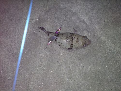 クサフグの釣果