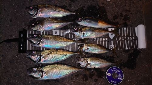 アジの釣果