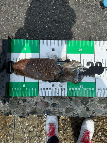 コウイカの釣果