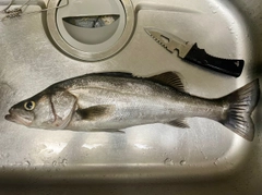 セイゴ（タイリクスズキ）の釣果