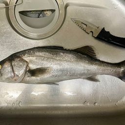 セイゴ（タイリクスズキ）