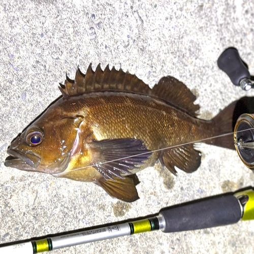 エゾメバルの釣果