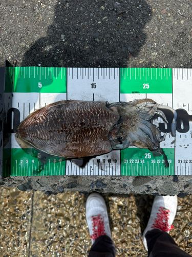 コウイカの釣果