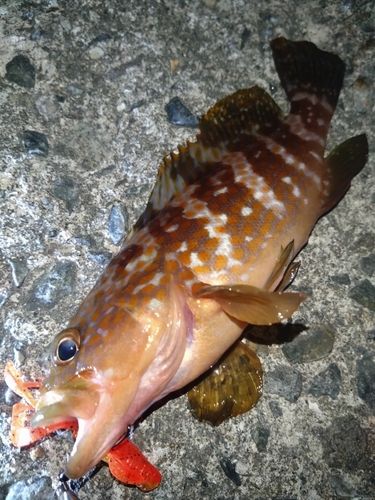 アコウの釣果