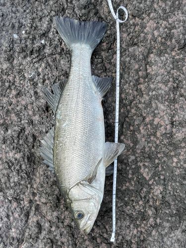 ヒラスズキの釣果