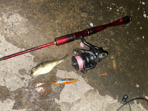 コモンフグの釣果