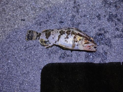 タケノコメバルの釣果