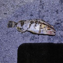 タケノコメバル