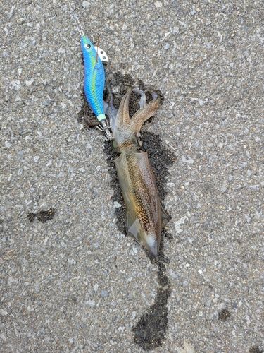 ヒイカ