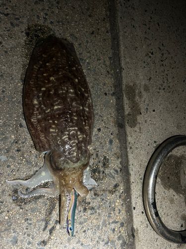 コウイカの釣果