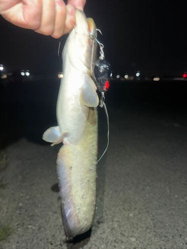 ナマズの釣果
