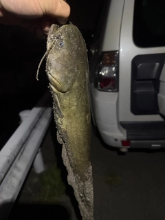ナマズの釣果