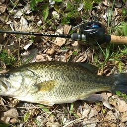 ラージマウスバス