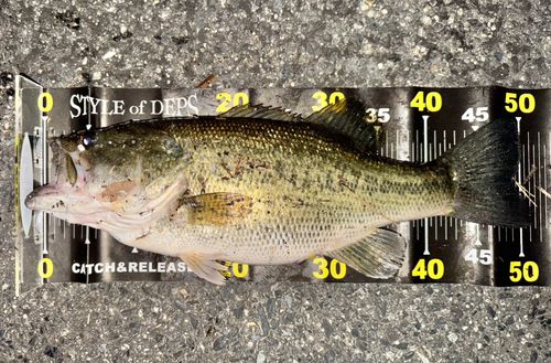 ブラックバスの釣果