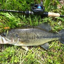 ラージマウスバス