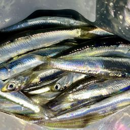 カタクチイワシ