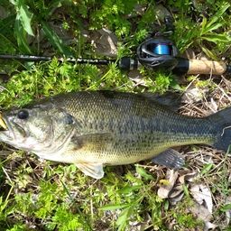 ラージマウスバス