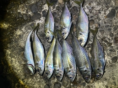 アジの釣果