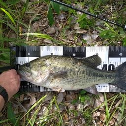 ラージマウスバス